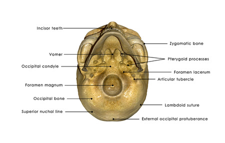 Skullの写真素材