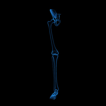 Skeleton legの写真素材