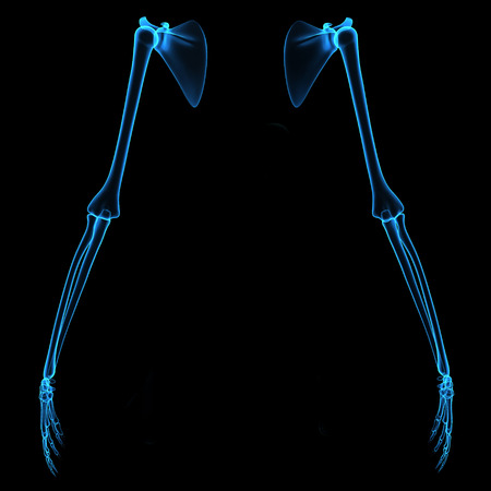 Skeleton handsの写真素材