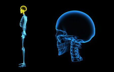 Skull sideの写真素材