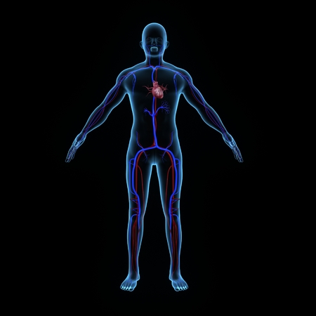 Human heartの写真素材