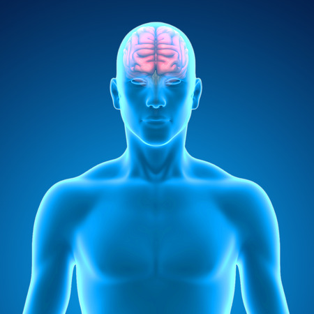 Brain