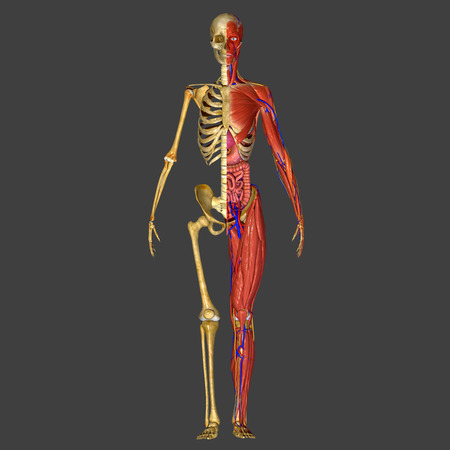 Human Anatomyの写真素材