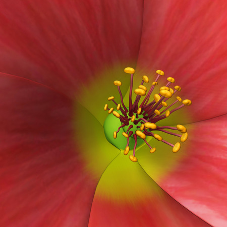 Abutilonの写真素材