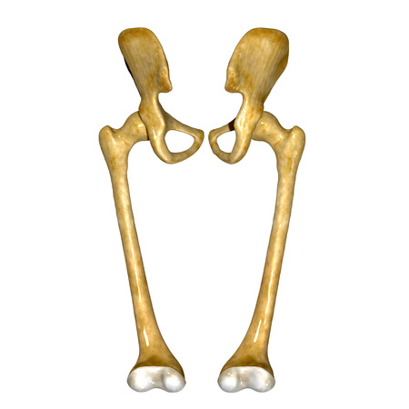Pelvic hipの写真素材