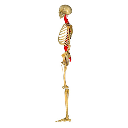 Backboneの写真素材