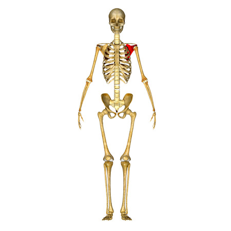 Scapulaの写真素材