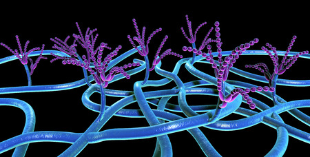 penicilliumの写真素材