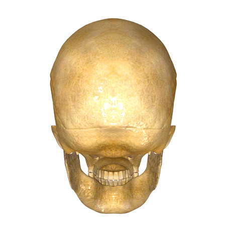 Skull backの写真素材