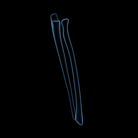 Fibula and tibiaの写真素材