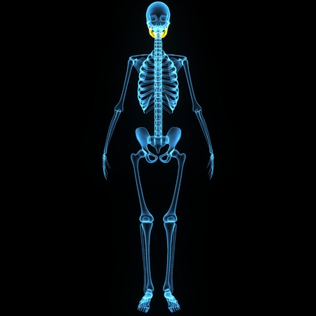 Skeleton jawの写真素材