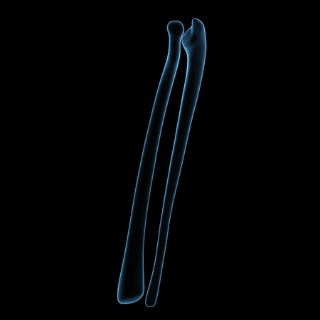 Fibula and tibiaの写真素材