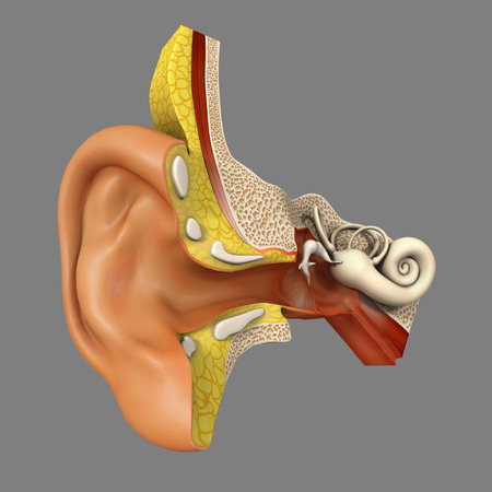 Ear Anatomyの写真素材