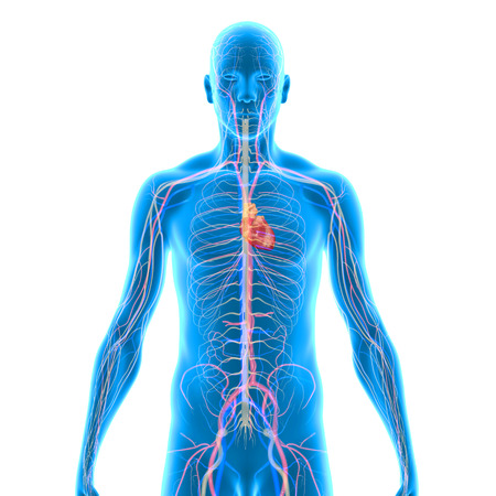 Human Heartの写真素材