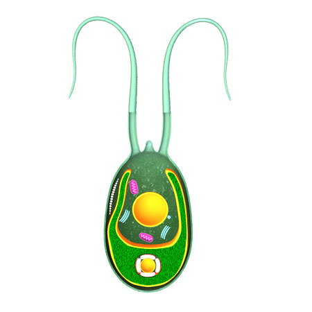 chlamydomonasの写真素材