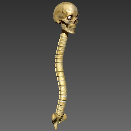 Skull with backboneの写真素材