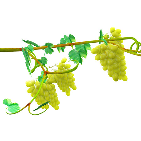 vitis viniferaの写真素材
