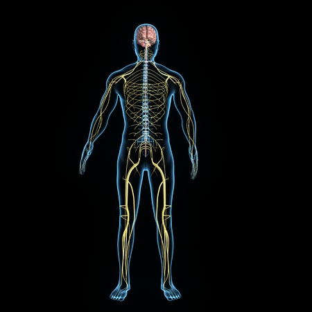 Nervous Systemの写真素材