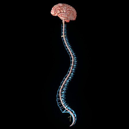 Brain with backboneの写真素材