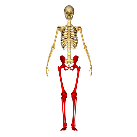 Skeleton legsの写真素材