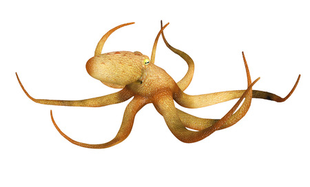 Octopusの写真素材