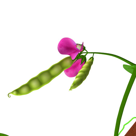 Pea Plantの写真素材