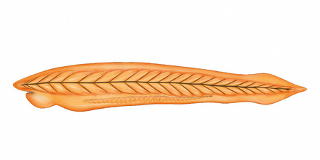 Branchiostomaの写真素材