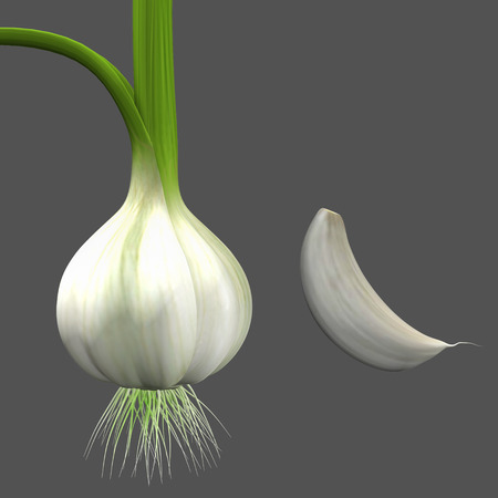 Allium Sativumの写真素材