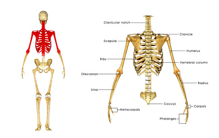 Skeletonの写真素材