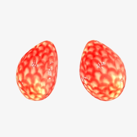 Frog Kidneys