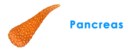 Pancreasの写真素材
