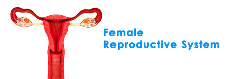 Intrauterine Copper Contraceptiveの写真素材