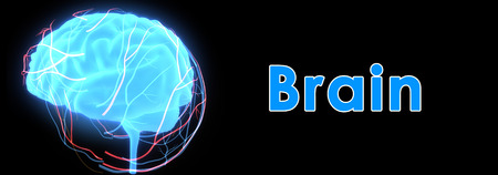 Brain