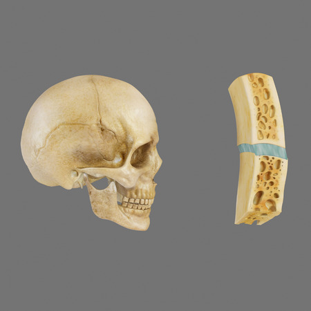 skull parts