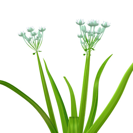 Allium cepaの写真素材