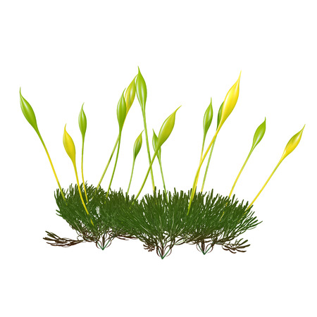 protonema mossの写真素材
