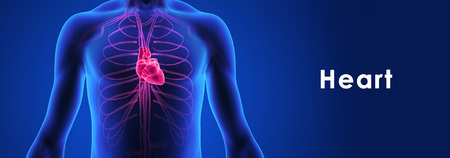 Human Heartの写真素材