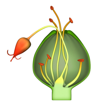 Cyathiumの写真素材