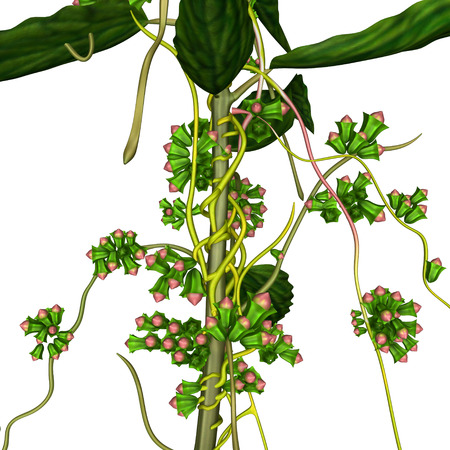 Cuscutaの写真素材