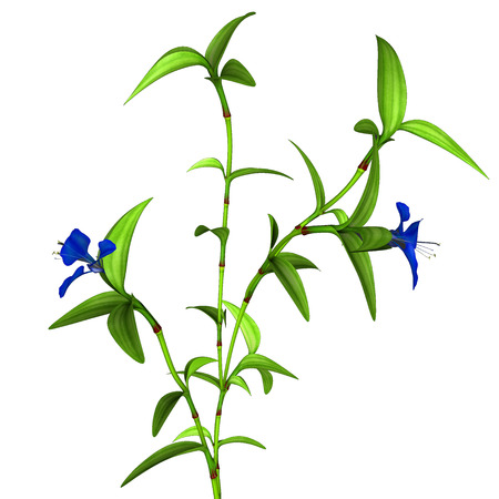 Commelina Bengalensisの写真素材