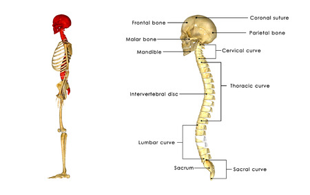 Skull with spinal cordの写真素材