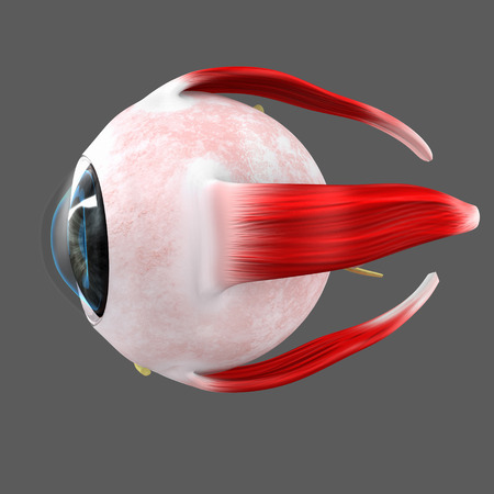 Human Eyeの写真素材
