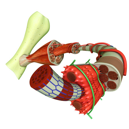 Muscle Tissueの写真素材