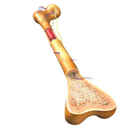 Bone structureの写真素材