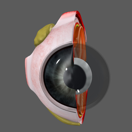 Human Eyeの写真素材