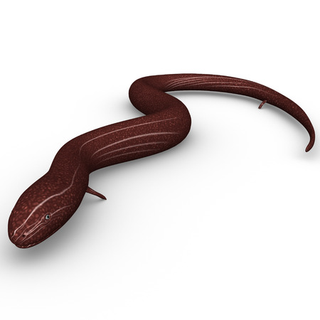 Congo Eelの写真素材