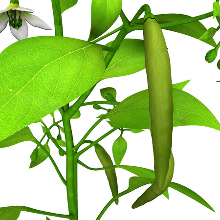Chilli plantの写真素材