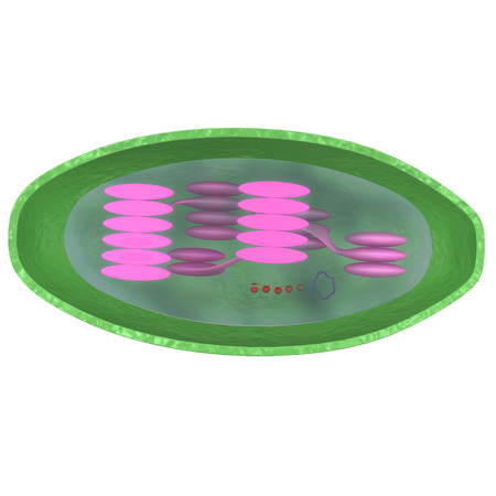Chloroplastの写真素材