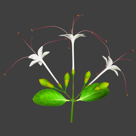 Clerodendrumの写真素材