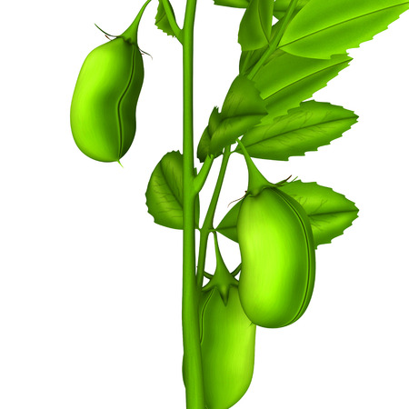 Bengal gram plantの写真素材